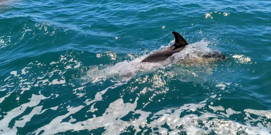 SeaMor Dolphin Watching Boat Trips
